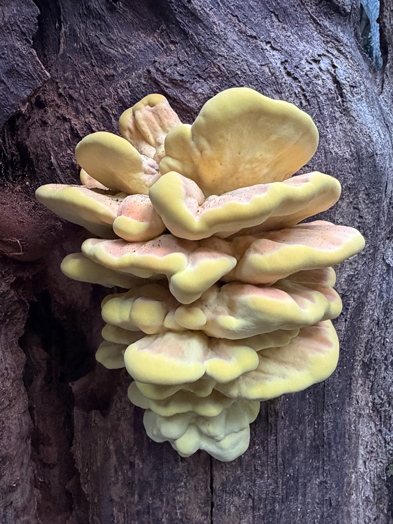 Photo © Sarah Ebdon Laetiporus sulphureus by Sarah Ebdon